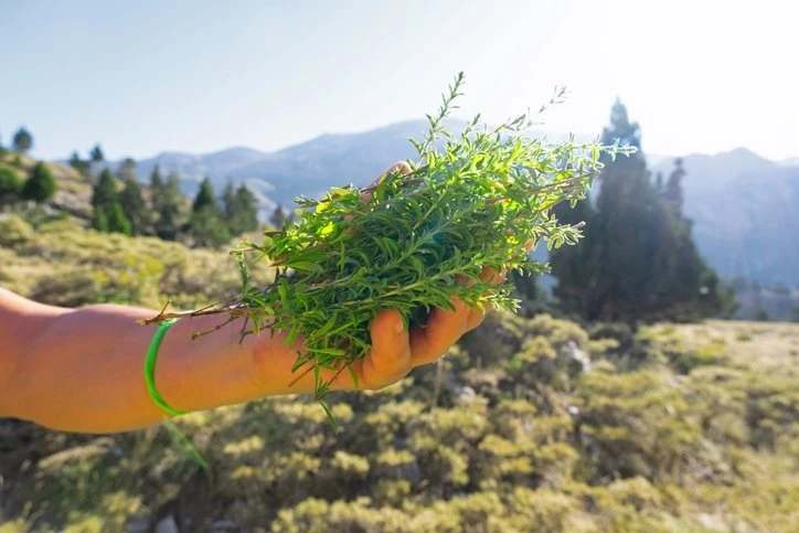 Mutfağımızdaki doğal antibiyotikler