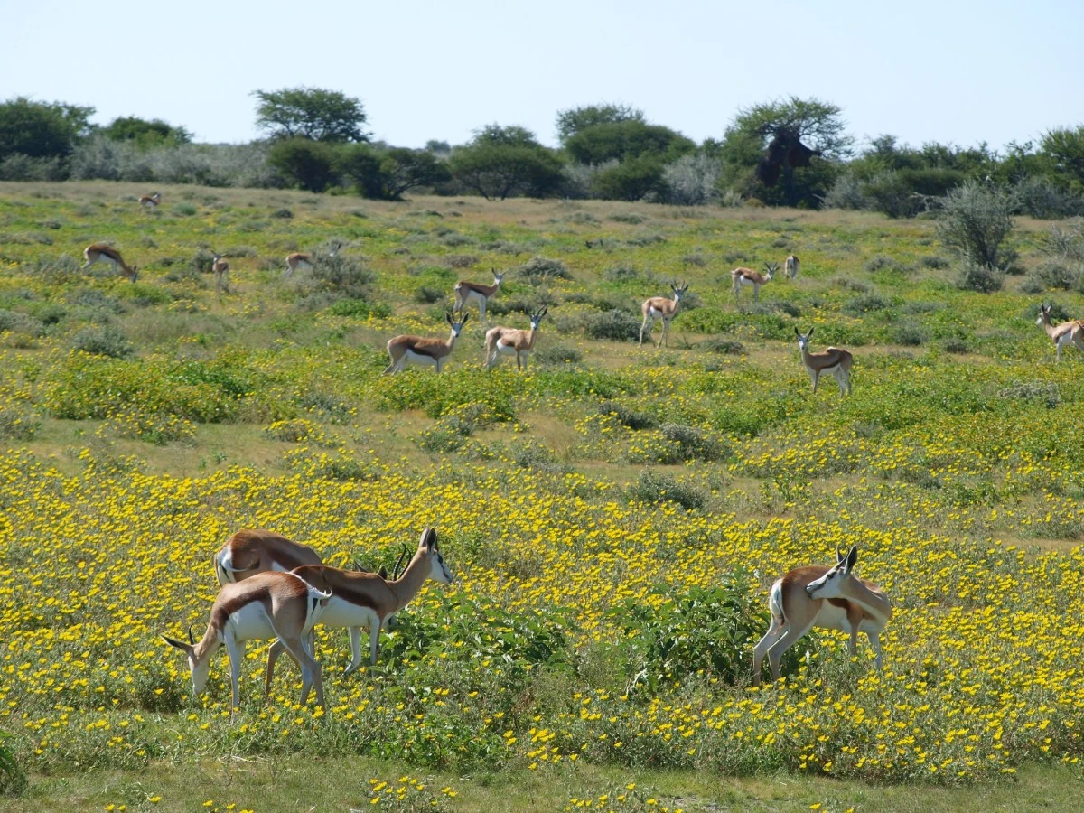 Güney Afrika gezisinden fotoğraflar - 2