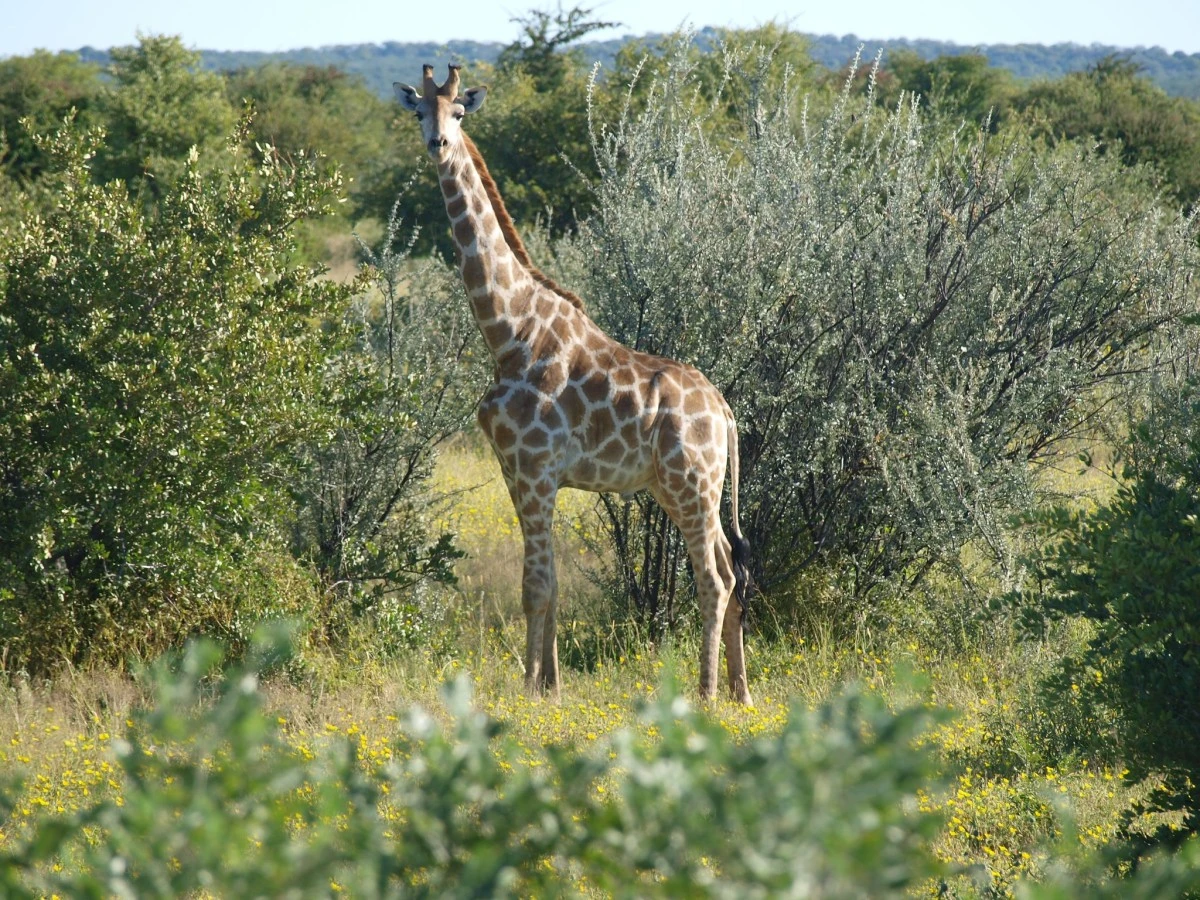 Güney Afrika gezisinden fotoğraflar - 2