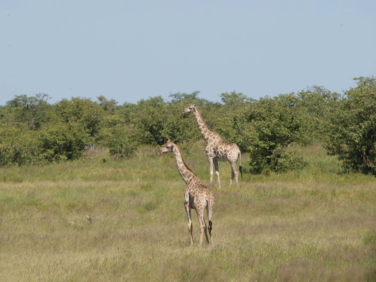 Güney Afrika gezisinden fotoğraflar - 2