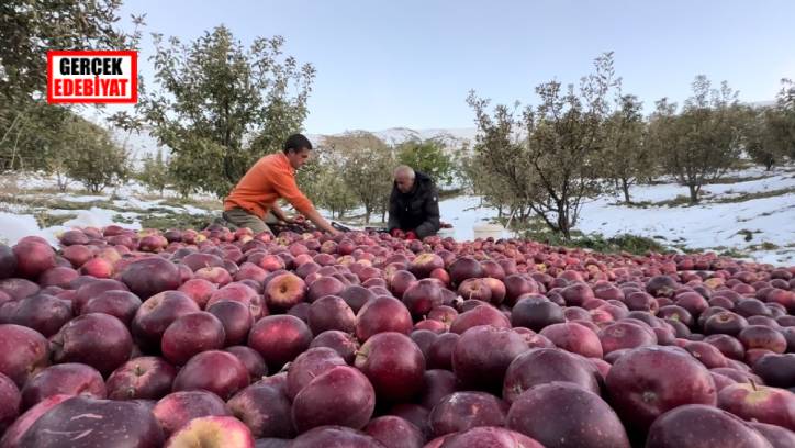 Elma hasadında kara yakalandılar