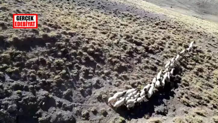 Öğretmen hobisi dronla kaybolan koyunları buldu