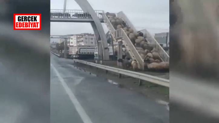 Üst geçitten geçen koyunların görüntüsü