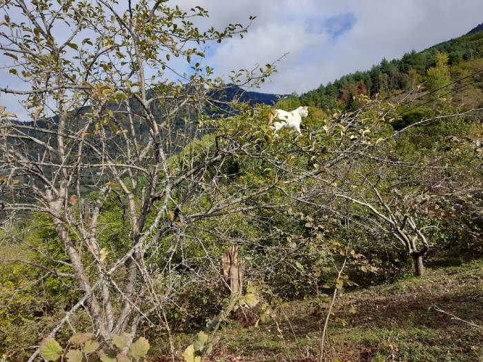 Artvin'den muhteşem güz manzaraları