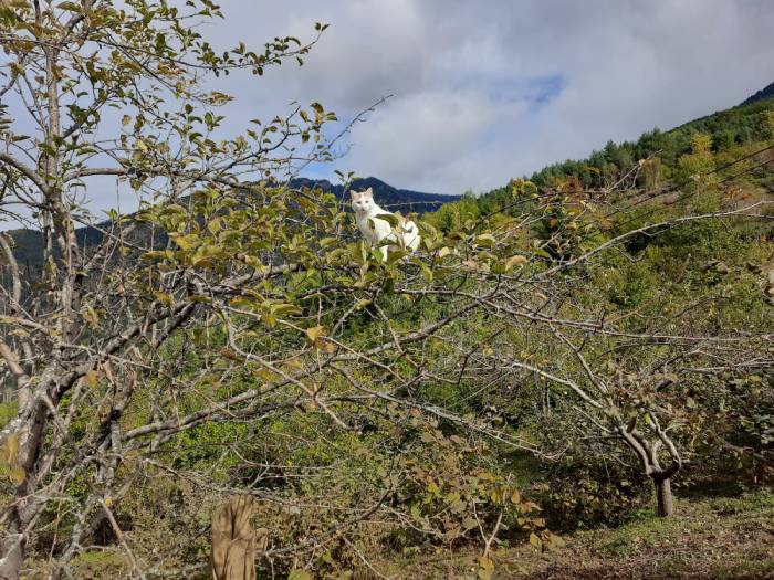 Artvin'den muhteşem güz manzaraları