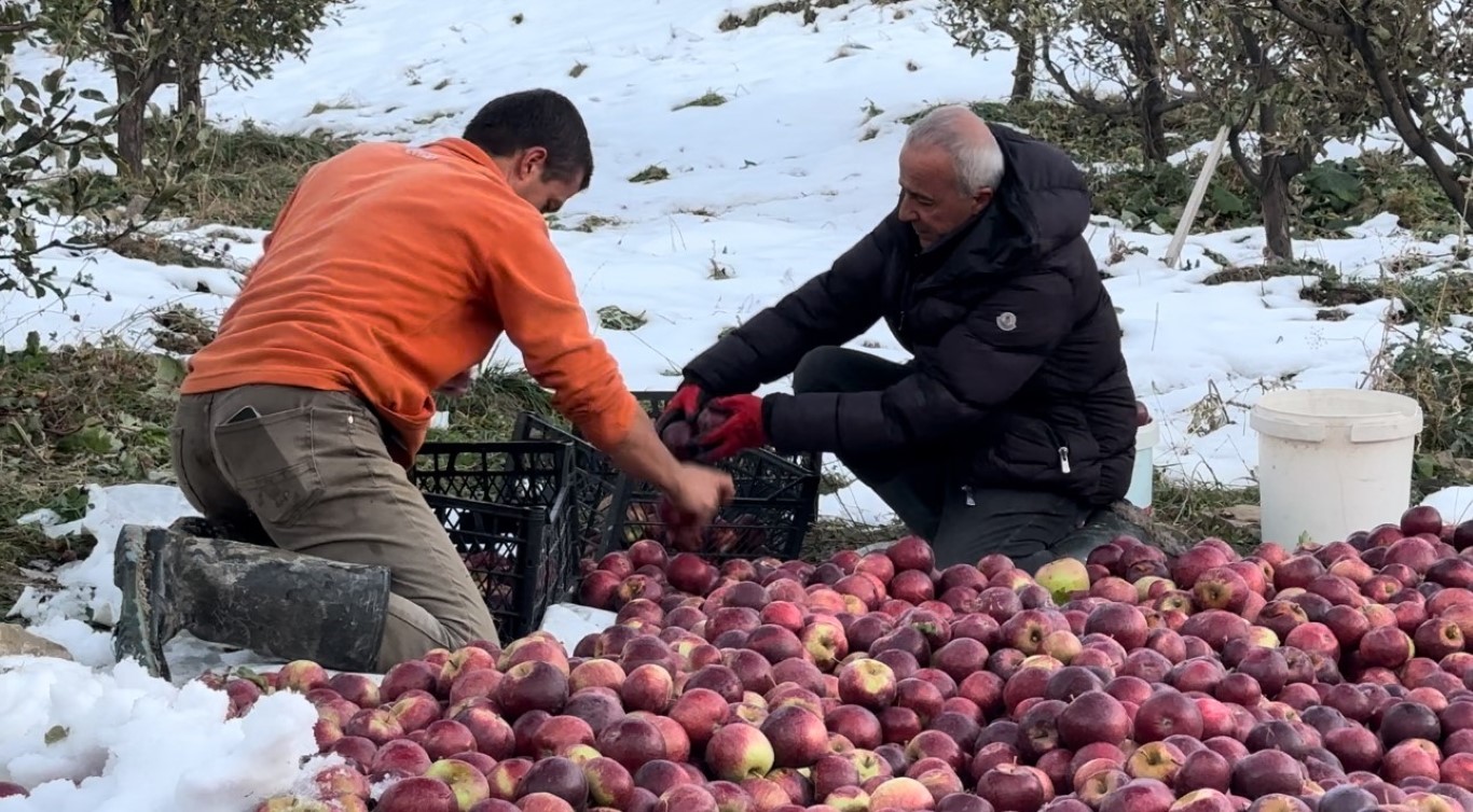 Elma hasadında kara yakalandılar