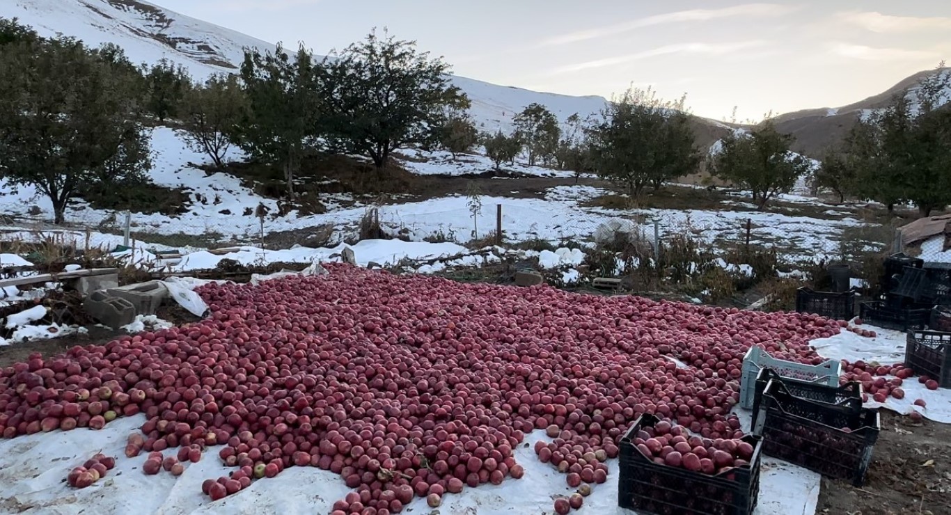 Elma hasadında kara yakalandılar