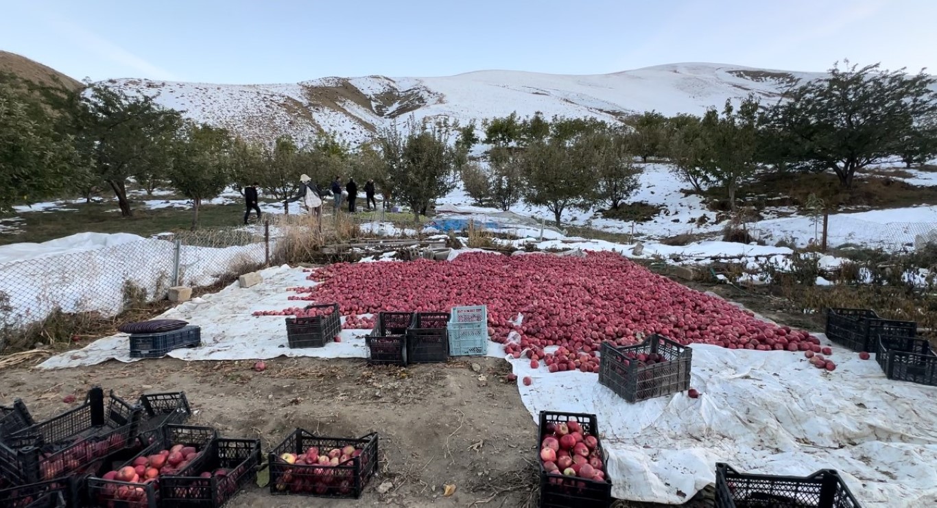 Elma hasadında kara yakalandılar