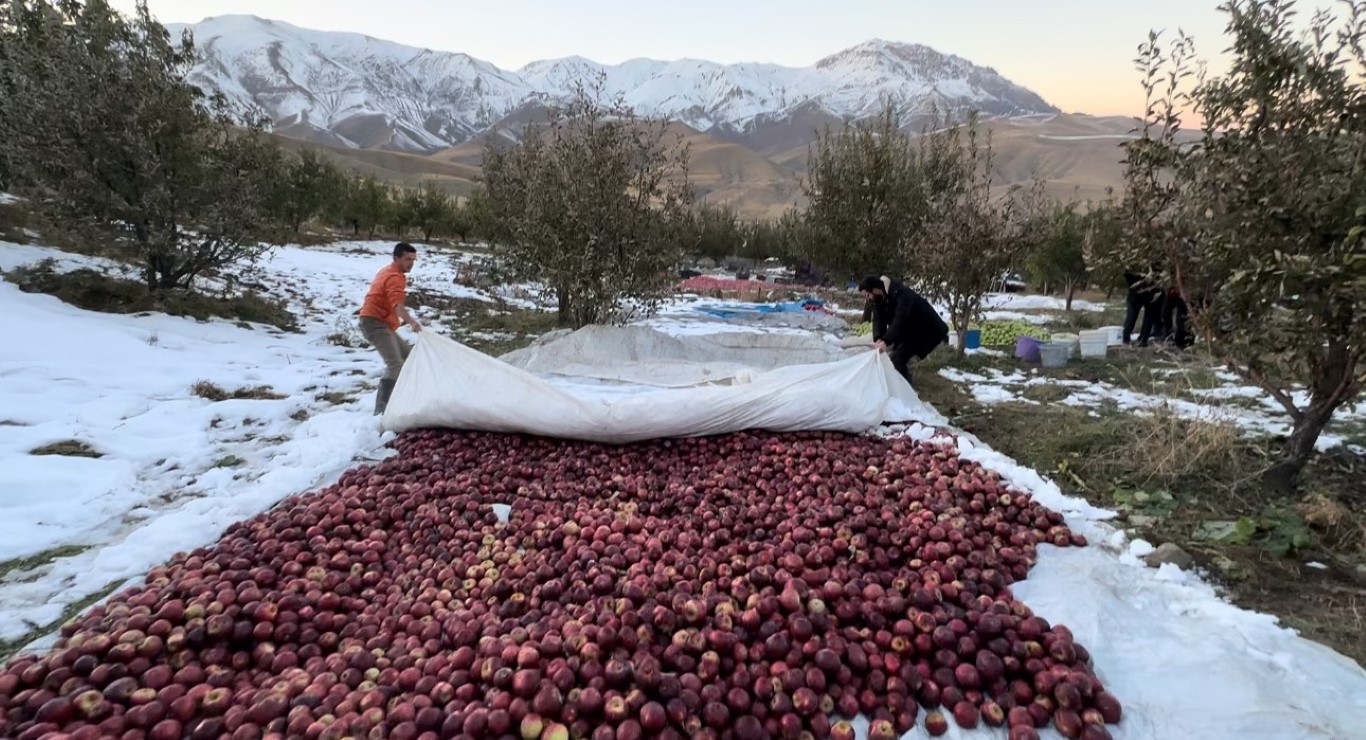 Elma hasadında kara yakalandılar