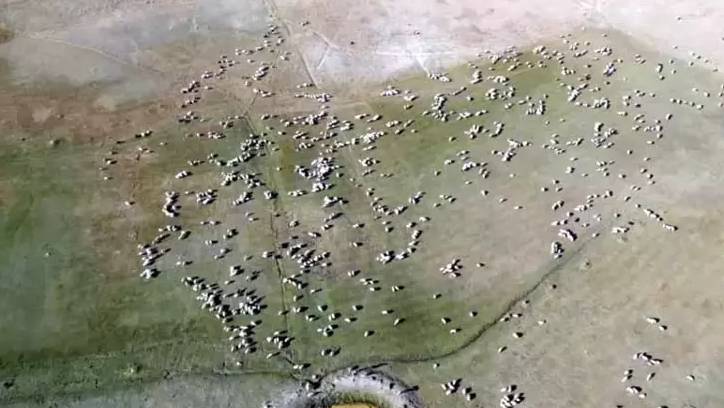 Öğretmen hobisi dronla kaybolan koyunları buldu
