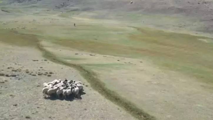Öğretmen hobisi dronla kaybolan koyunları buldu