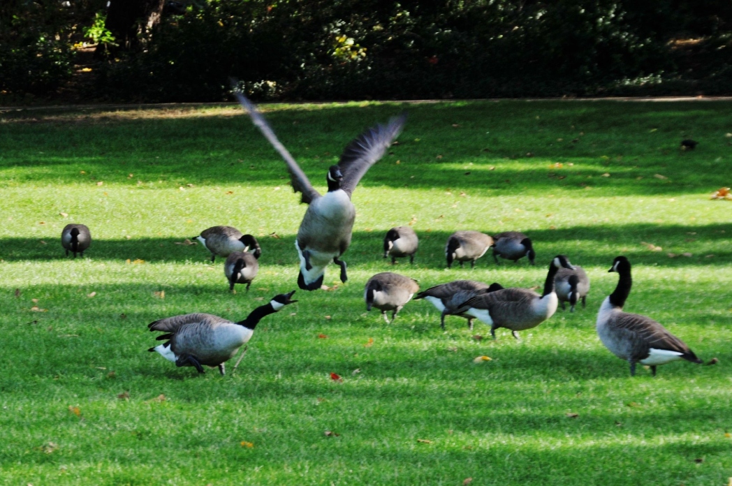 Köln Mülheim Parkı'ndan güz manzaraları