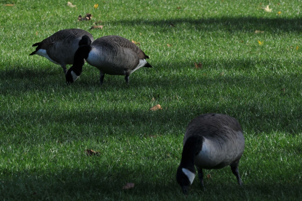 Köln Mülheim Parkı'ndan güz manzaraları