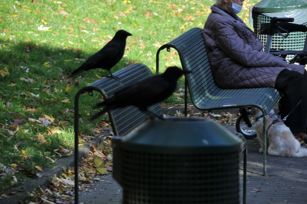 Köln Mülheim Parkı'ndan güz manzaraları
