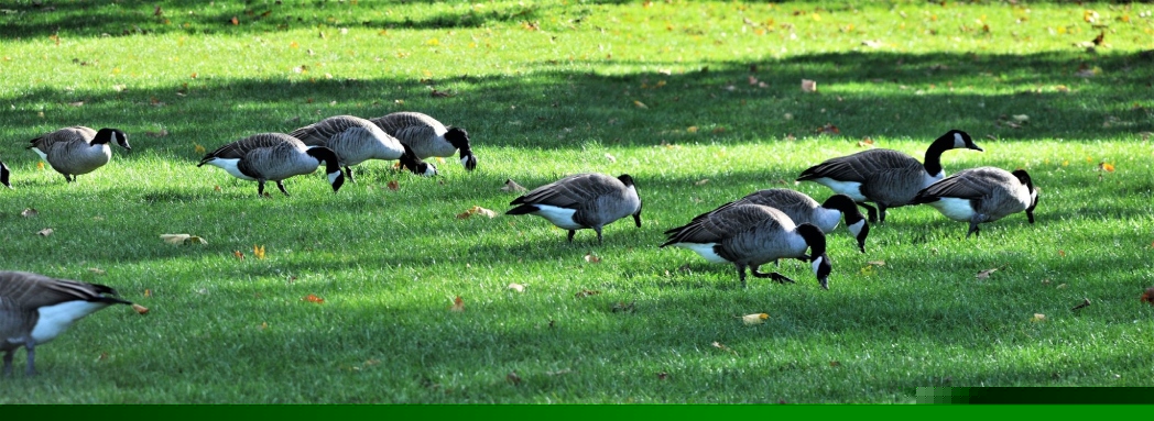 Köln Mülheim Parkı'ndan güz manzaraları