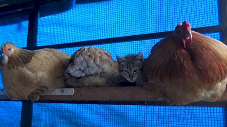 Kümesteki en konforlu yeri keşfeden sevimli kedi herkesin gönlüne yerleşti
