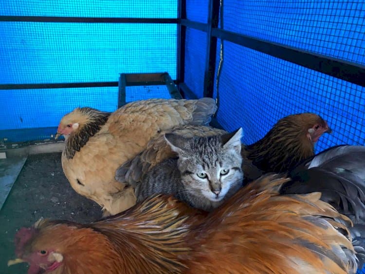 Kümesteki en konforlu yeri keşfeden sevimli kedi herkesin gönlüne yerleşti