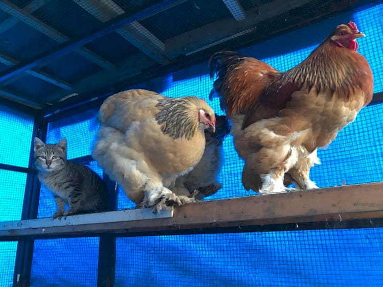 Kümesteki en konforlu yeri keşfeden sevimli kedi herkesin gönlüne yerleşti