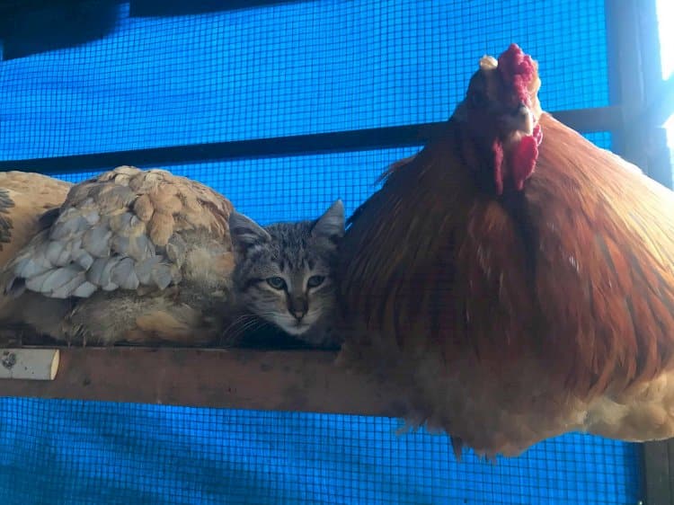 Kümesteki en konforlu yeri keşfeden sevimli kedi herkesin gönlüne yerleşti