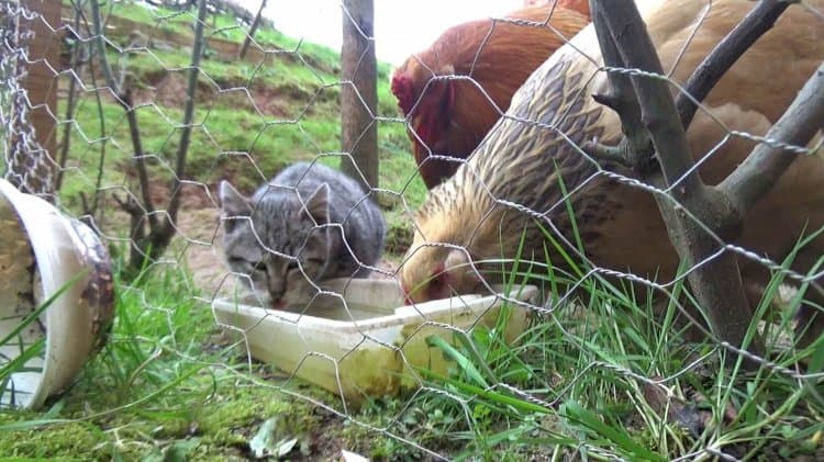 Kümesteki en konforlu yeri keşfeden sevimli kedi herkesin gönlüne yerleşti