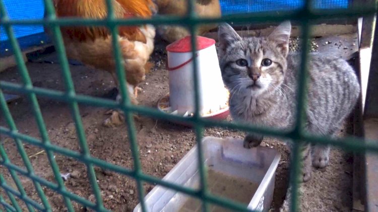 Kümesteki en konforlu yeri keşfeden sevimli kedi herkesin gönlüne yerleşti