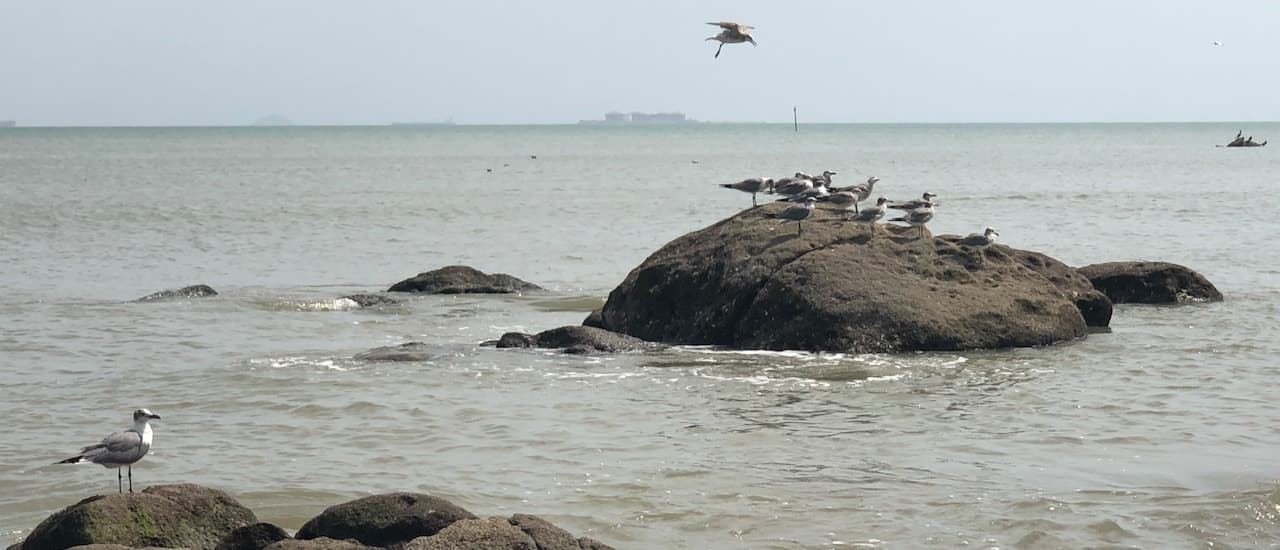Veracruz sahilinden fotoğraflar
