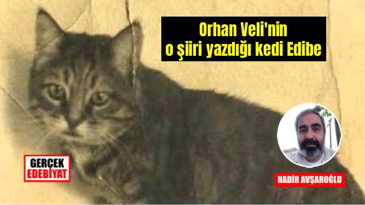 Türk edebiyatının en ünlü kedisi: Edibe
