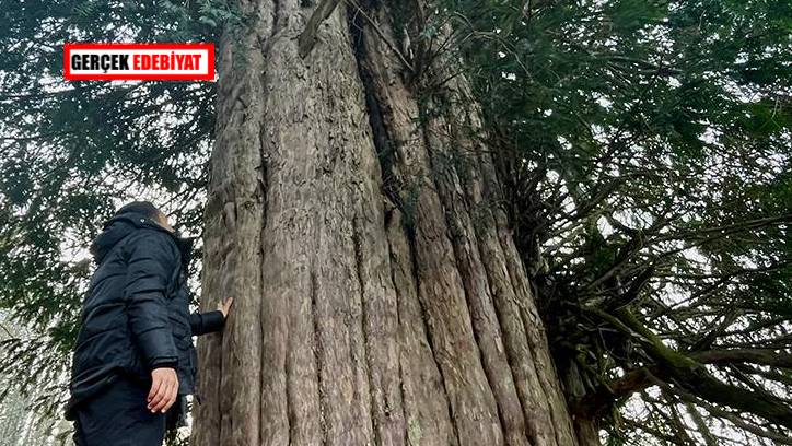 Türkiye'de doğal miras kabul edilen 10 bin 503 anıt ağaç koruma altında alındı