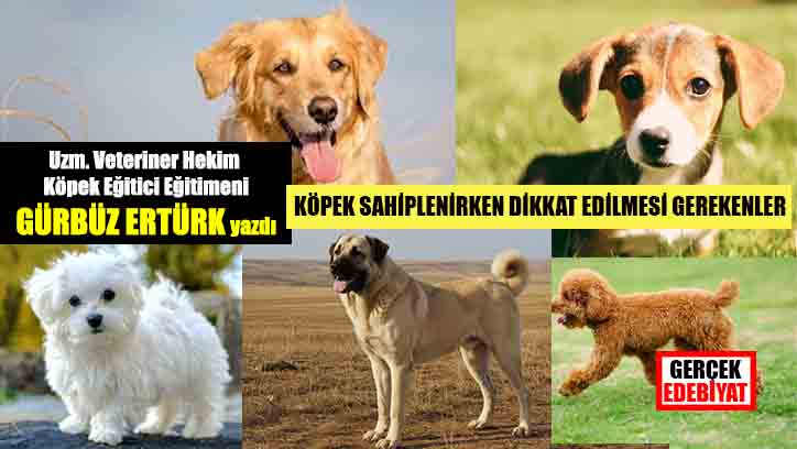Ankaralılar’ın sevdiği 5 köpek ırkı