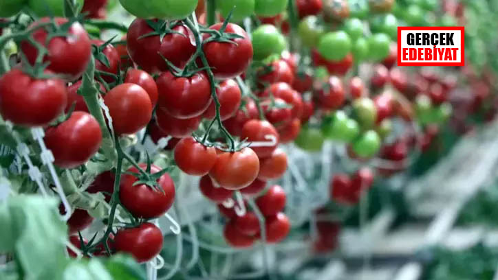 Virüs taşıyan domates tohumları iade edildi