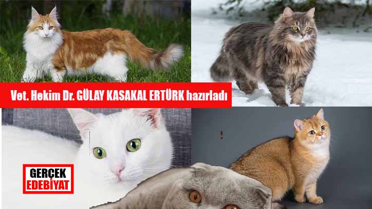 Ankara'da evde beslenen 10 kedi cinsi