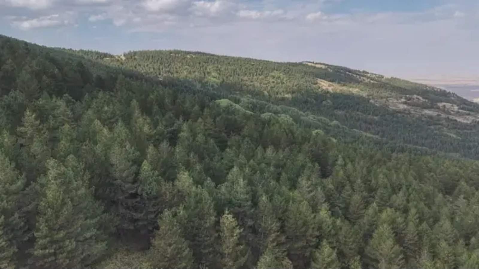 Bozkır bilinen Konya orman varlığında 6’ncı sıraya yükseldi