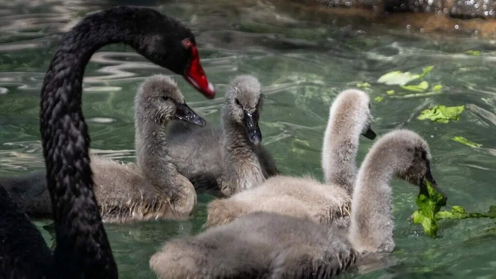 Kuğulu Park'ın yeni üyelerine özel bakım