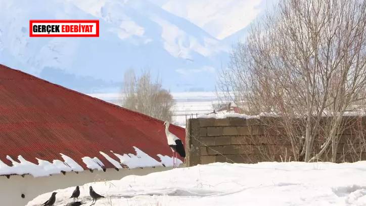 23 yıldır göç etmeyen leylekler