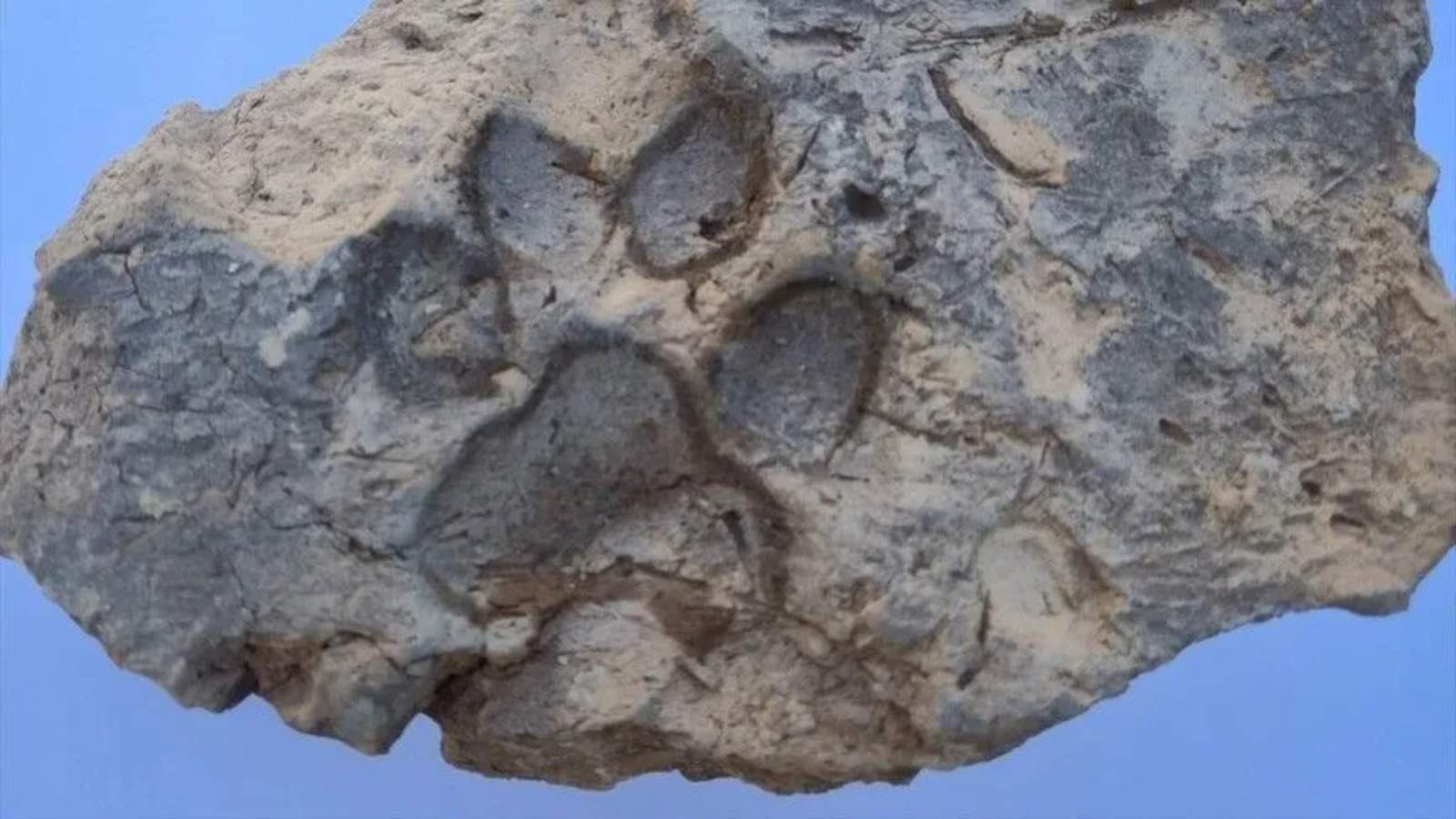 Kazılarda yaklaşık 4 bin yıllık pati izleri bulundu