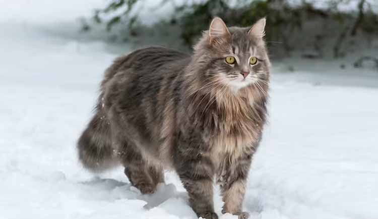 Amerikalıların sevdiği 10 kedi türü ve özellikleri