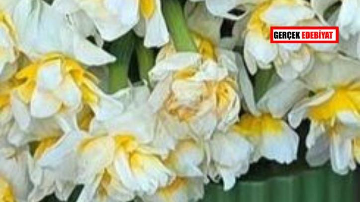 Hoş geldin ışık seli / Ünsal Çankaya