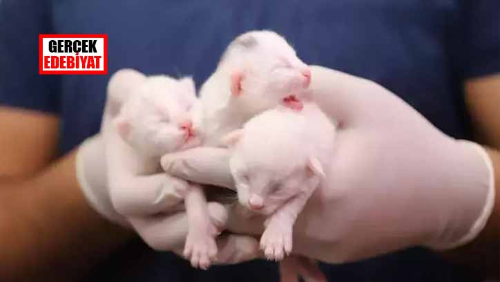 Van Kedi Villası'nda yılın ilk yavruları dünyaya geldi