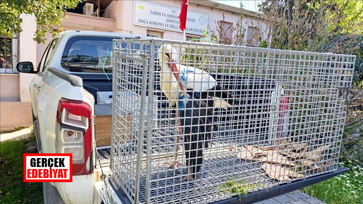 Yaralı leylek tedaviye alındı