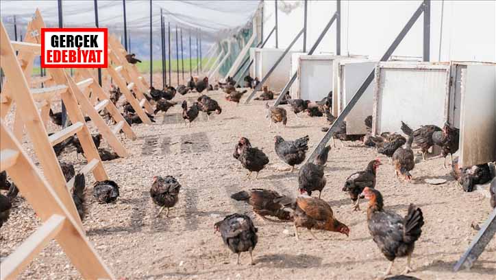 Yerli ırk tavuklardan organik yumurta üretimi yaygınlaşıyor