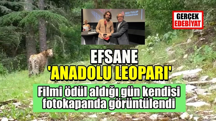 Anadolu Leoparı'na Hollanda'da 'En İyi Film' ödülü