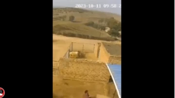 Ahırda feci şekilde öldürülen çobanın katili beslediği koç çıktı