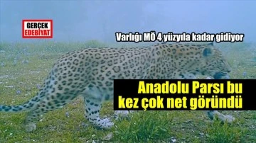 Anadolu Parsı bu kez sisler içinde görüntülendi