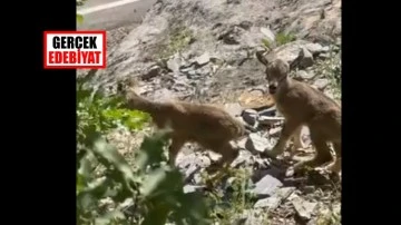Öksüz kalan yaban keçisi yavrularına sütanne bulundu