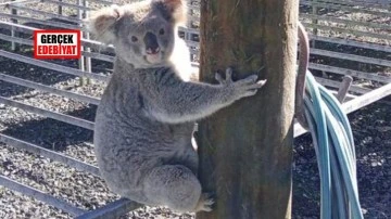 Aylardır fideleri yiyen hırsızın koala olduğu anlaşıldı