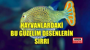 Bu desenlerin sırrı çözülemiyor! İşte yeni teori 