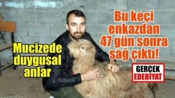 Enkazdan 47 gün sonra sağ çıkan keçi duygulandırdı