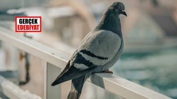 Kuş / Erdinç Gültekin