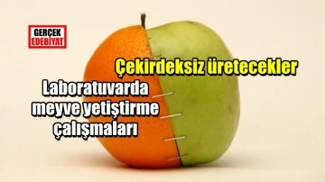 Laboratuvar meyvesi çalışmaları tam gaz
