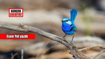 Malurus splendens kuşunun aşk öyküsü / Esen Yel